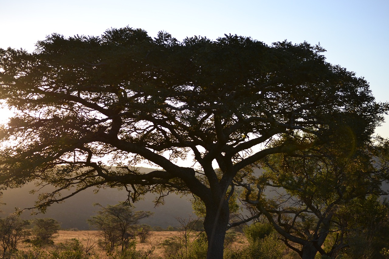 Image - africa tree savannah safari sunset