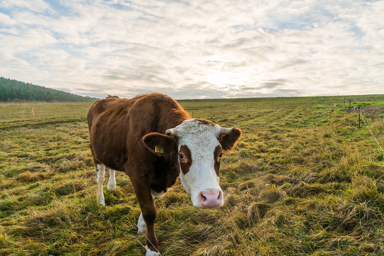 Image - cow pasture beef sunset