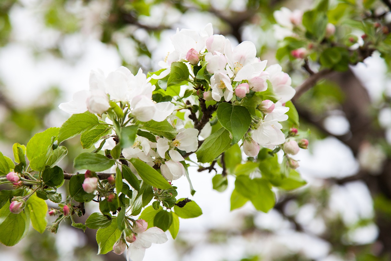 Image - apple tree bloom apple blossom