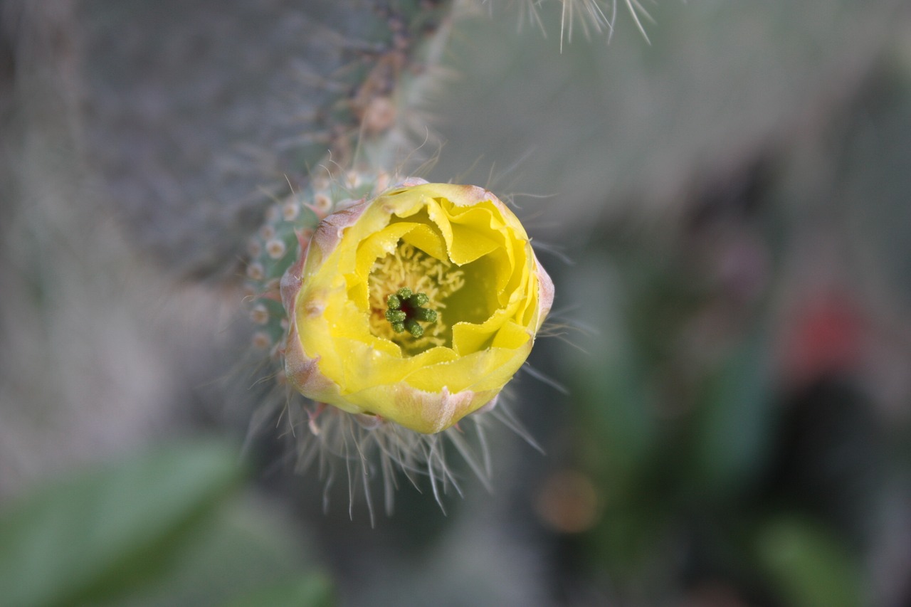 Image - floral yellow thorny flower