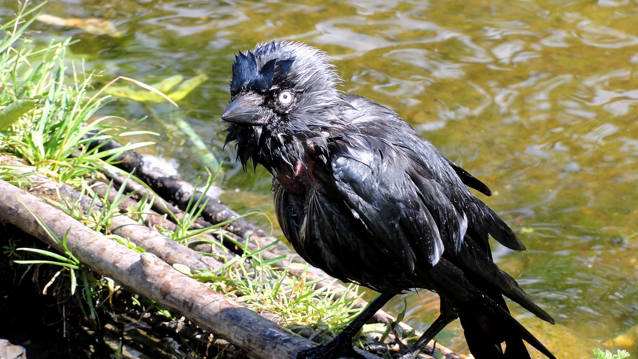 Image - crow gapa bird rook bird black