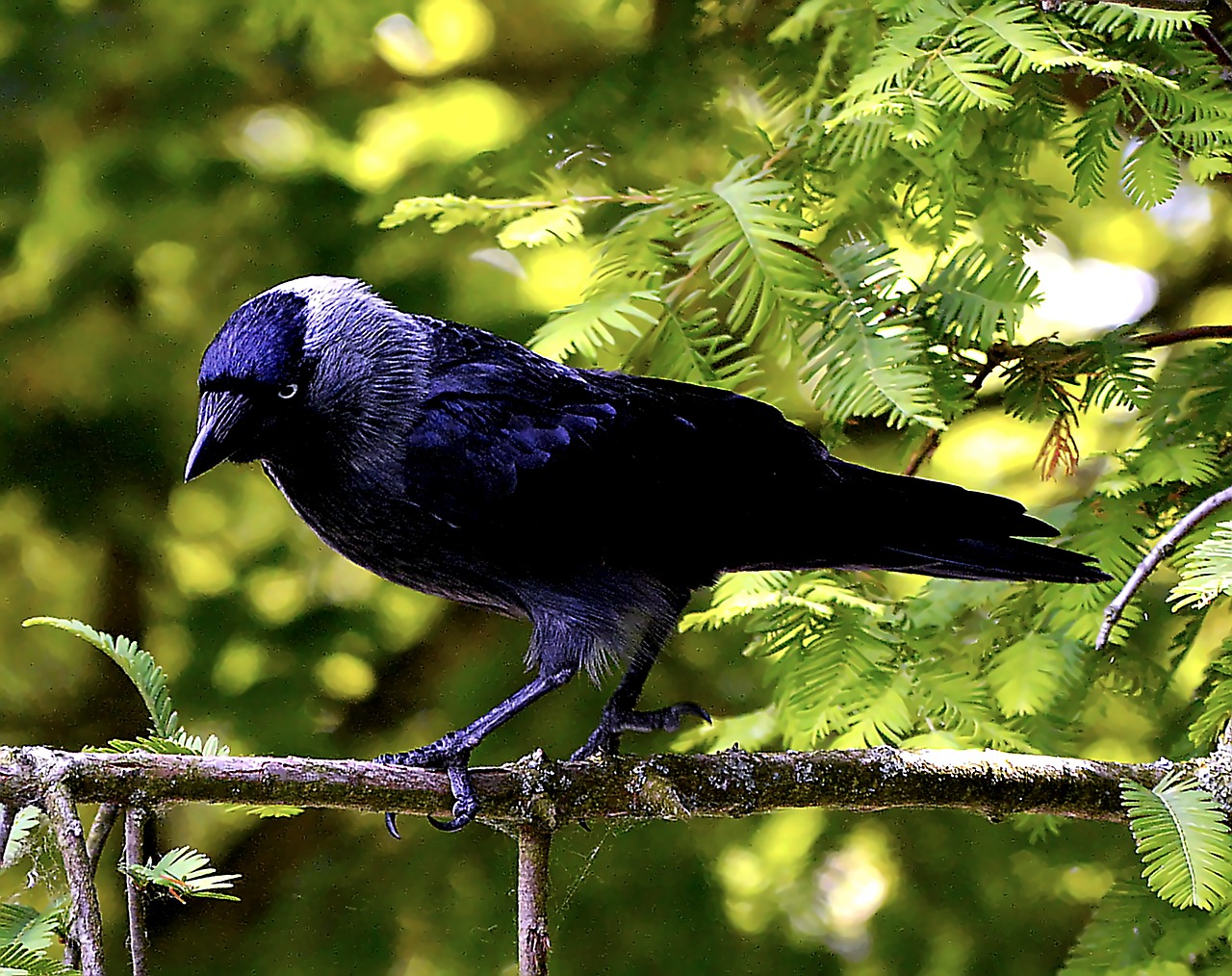 Image - bird jackdaw black raven bird
