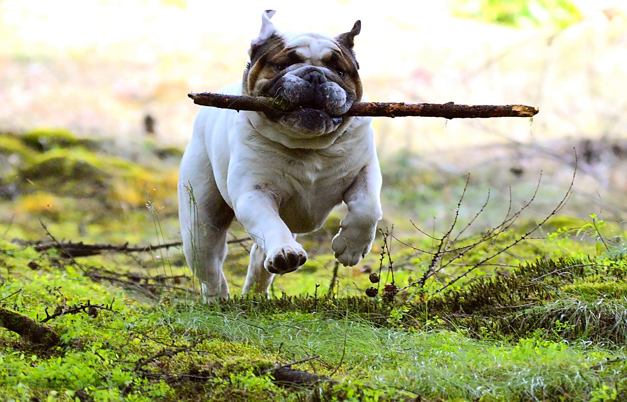 Image - dog pet batons fun mammal