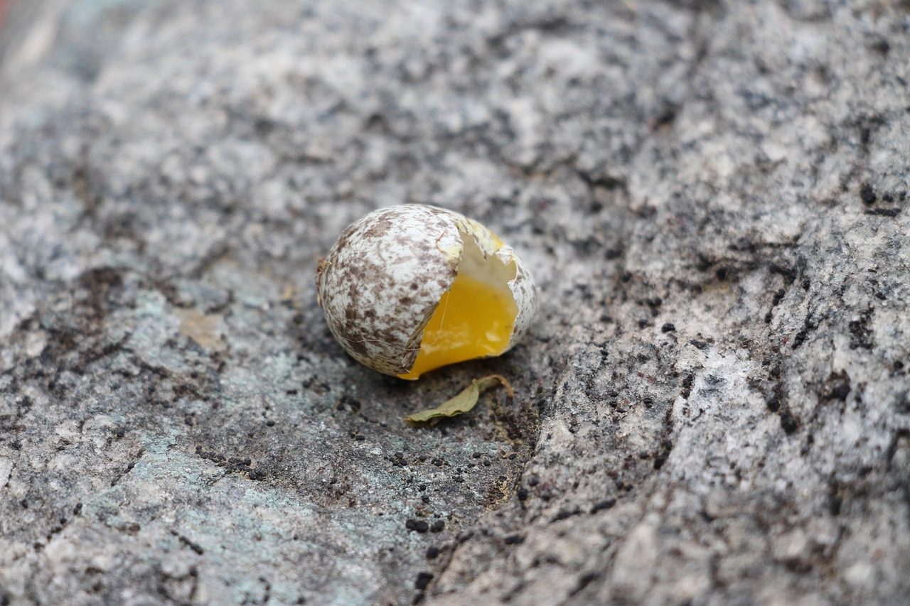 Image - eggs shell grey eggshell broken