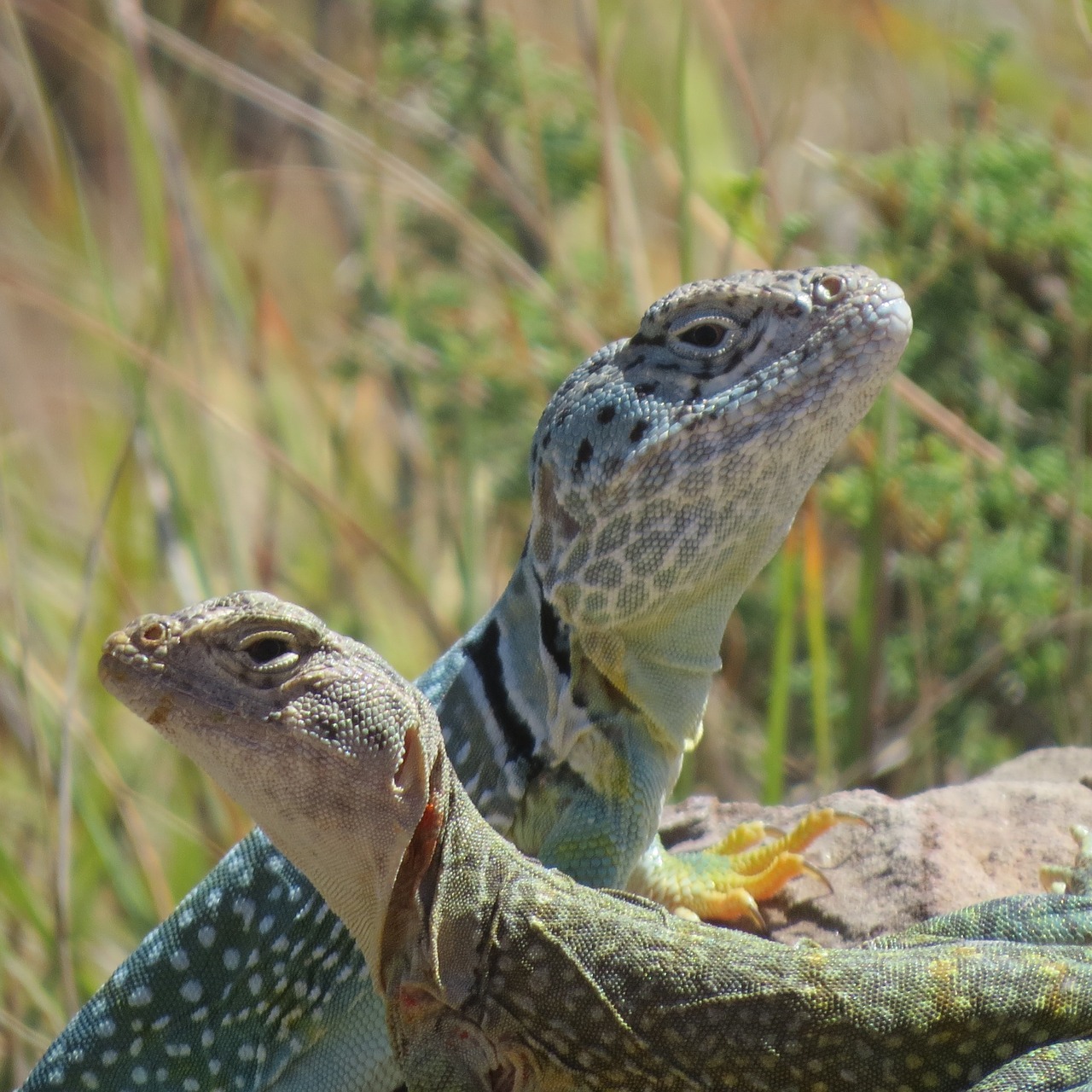 Image - reptile lizard duo hiking texas