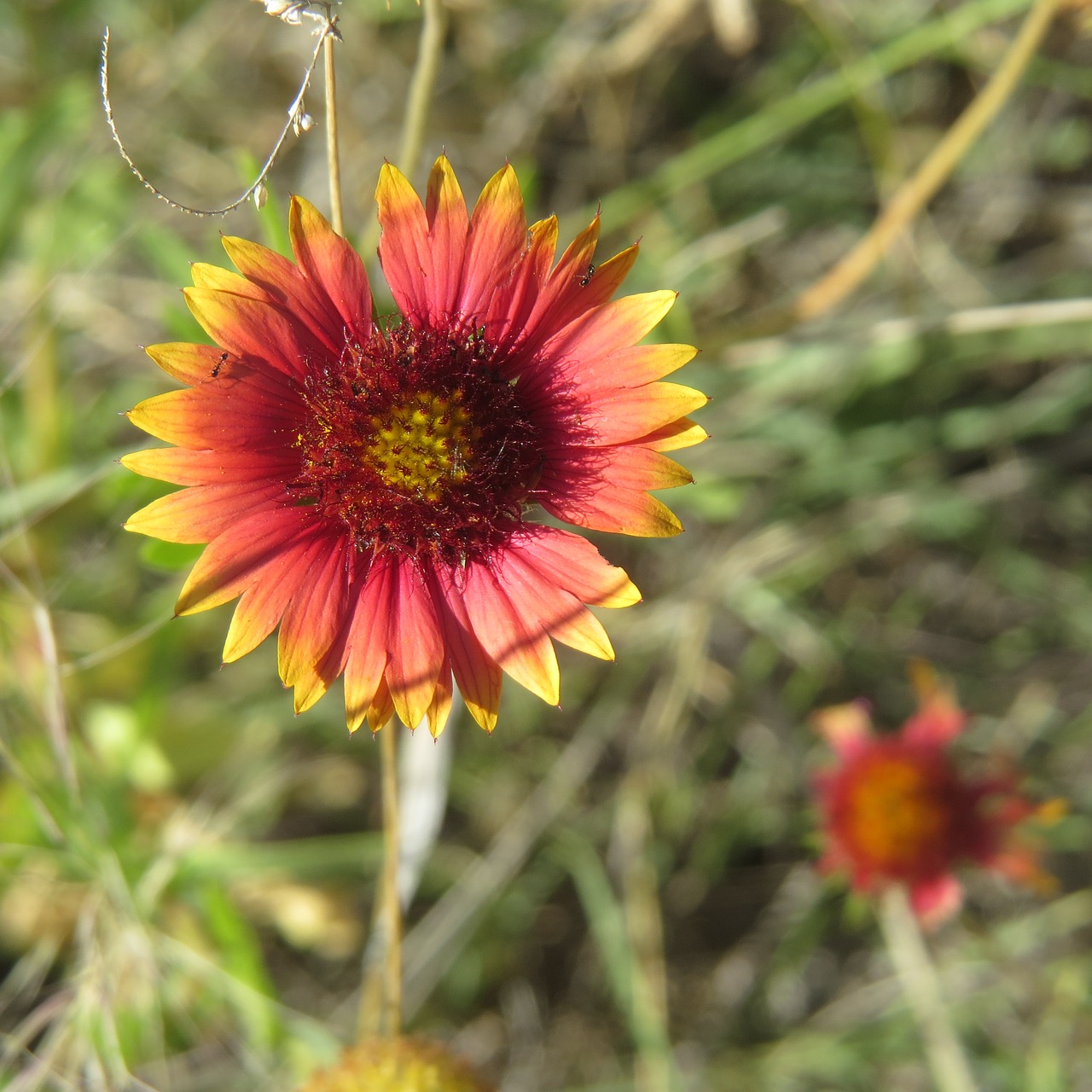 Image - indian paintbrush wildflower hiking
