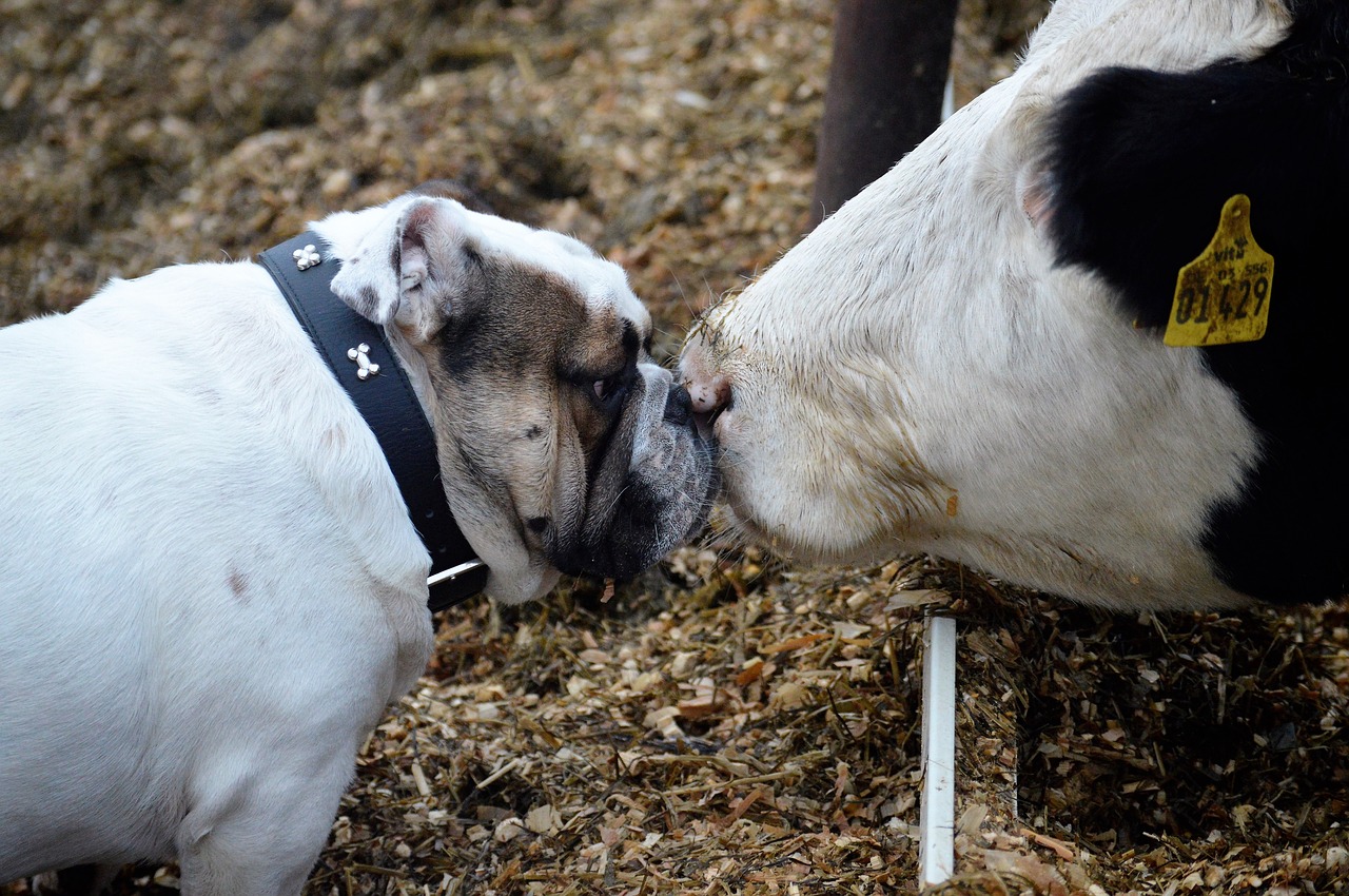 Image - bulldog cow animal friendship