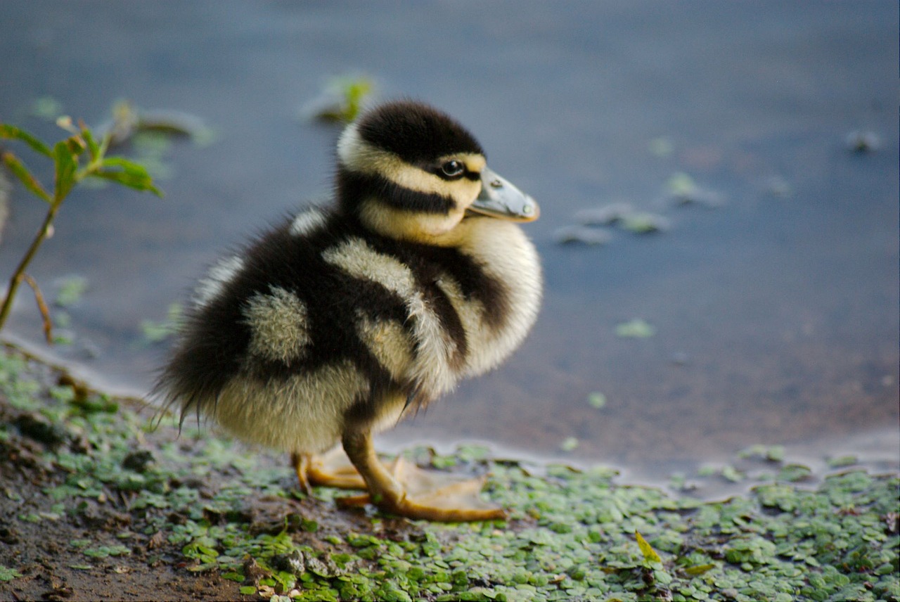 Image - duckling duck bird pond water