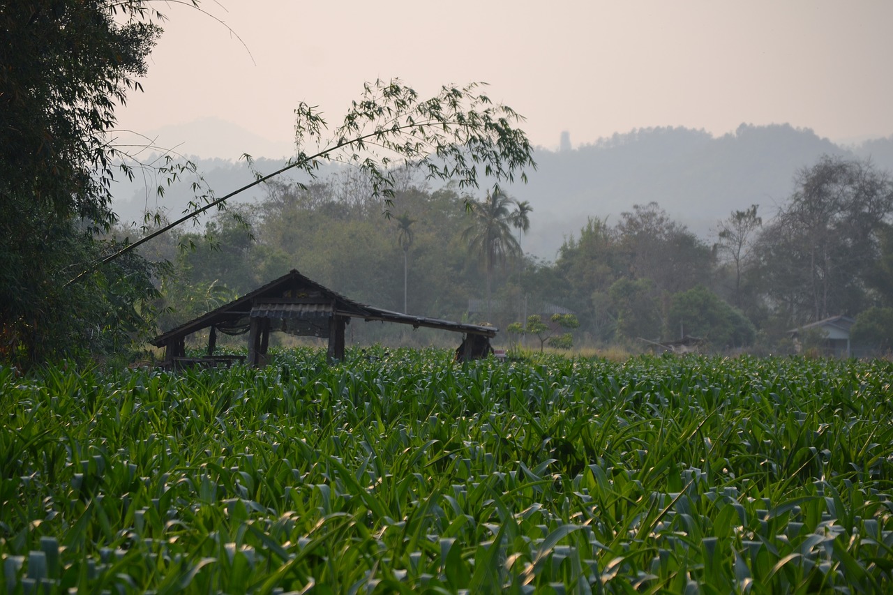 Image - thailand field nature landscape