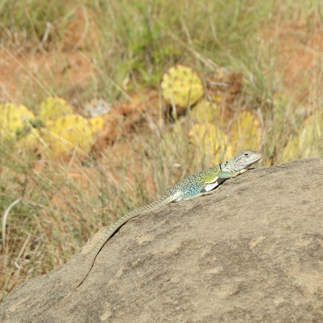 Image - reptile lizard colorful hiking