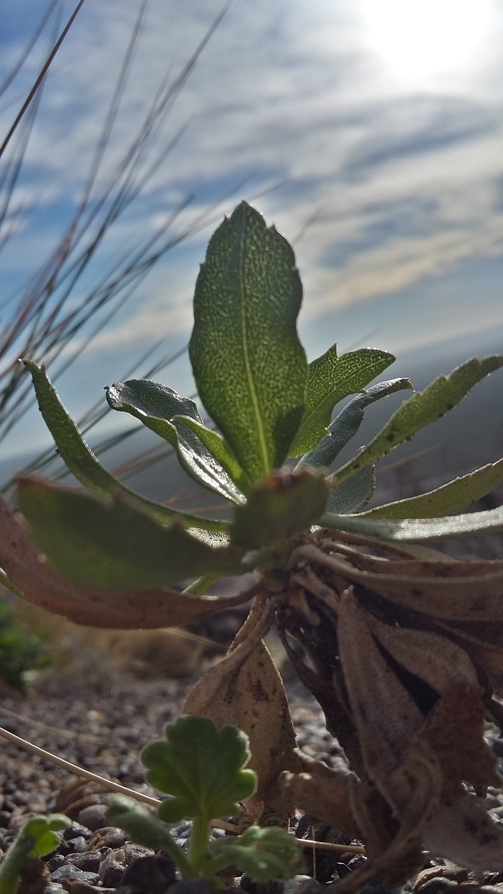 Image - barda nature plant green cactus