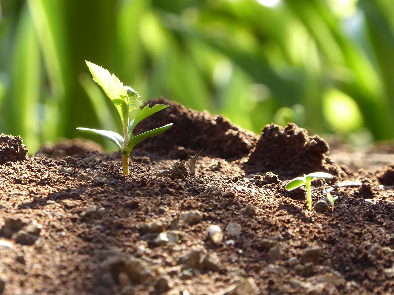 Image - spring young leaves earth sprout