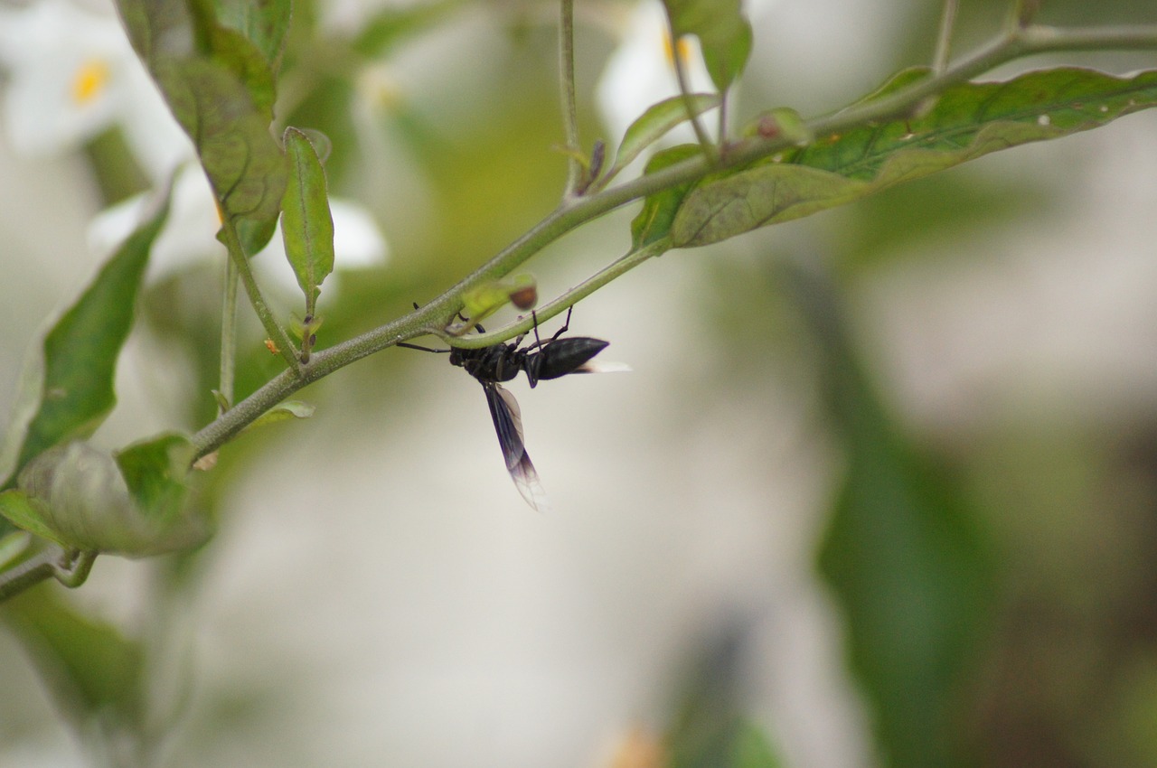 Image - insects salento quindio colombia