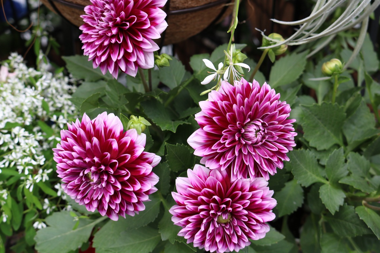 Image - flowers pink purple natural fukui