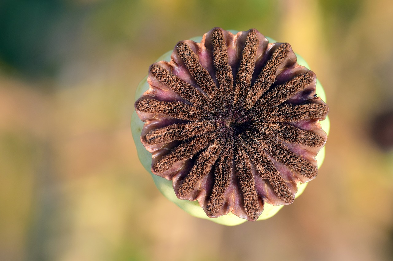 Image - poppy poppy capsule klatschmohn