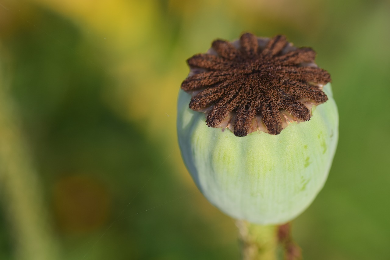 Image - poppy poppy capsule klatschmohn