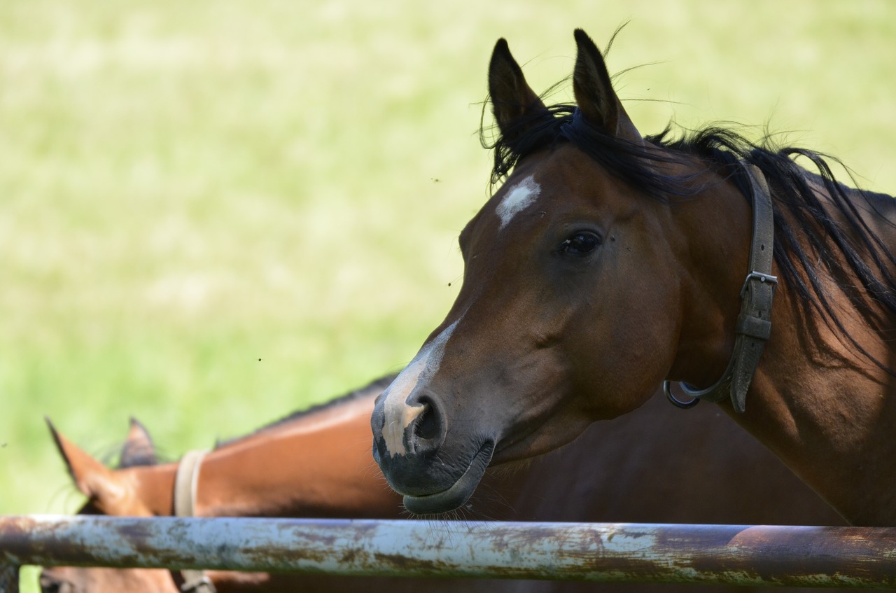 Image - mare main and state stud marbach