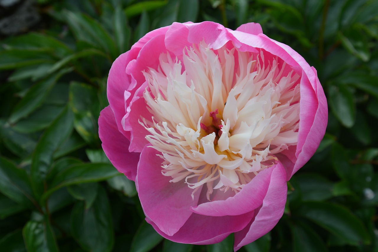 Image - nature peony plant wild