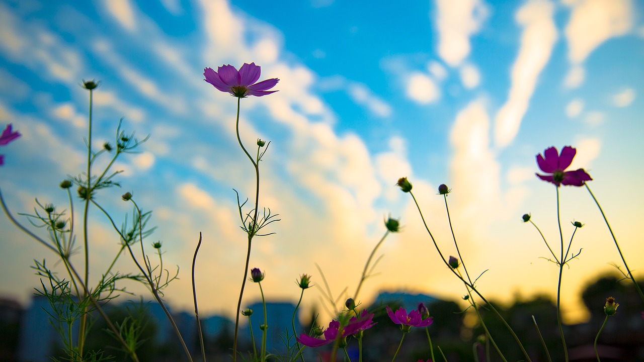 Image - sunset flowers silhouette blue sky