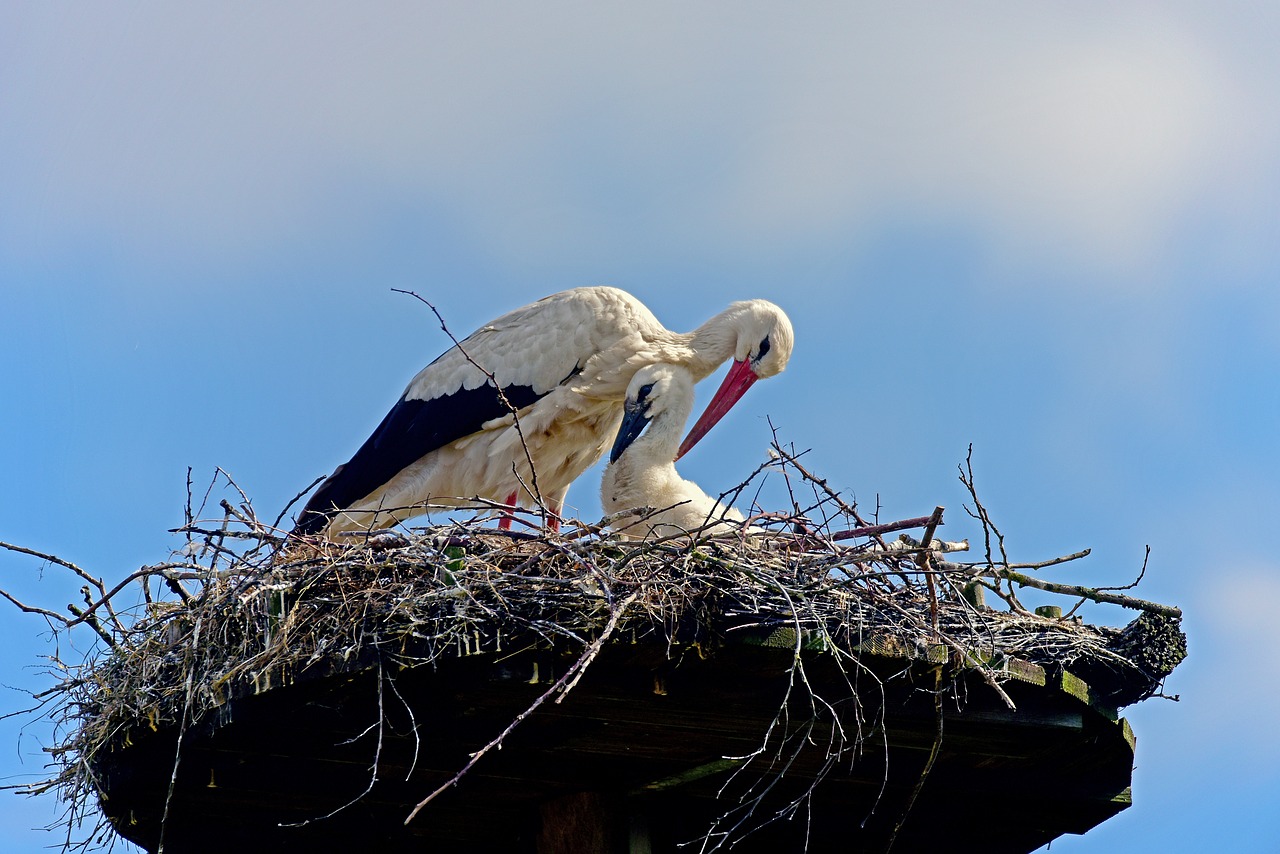 Image - white stork stork chicks stork