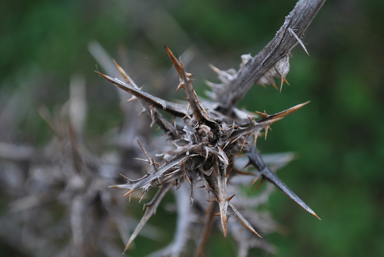 Image - thorn dead plant