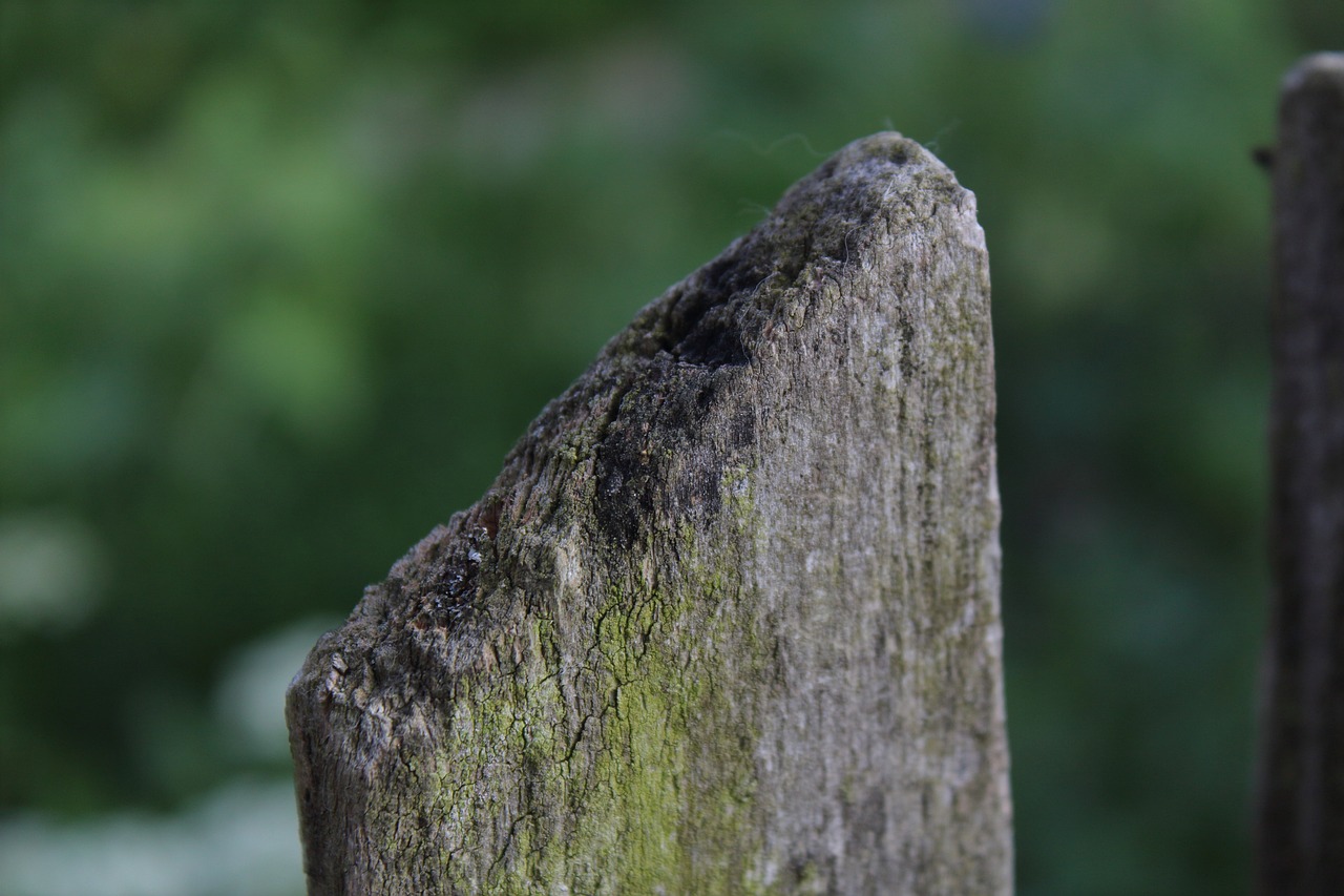 Image - moss wood the fence macro old wood