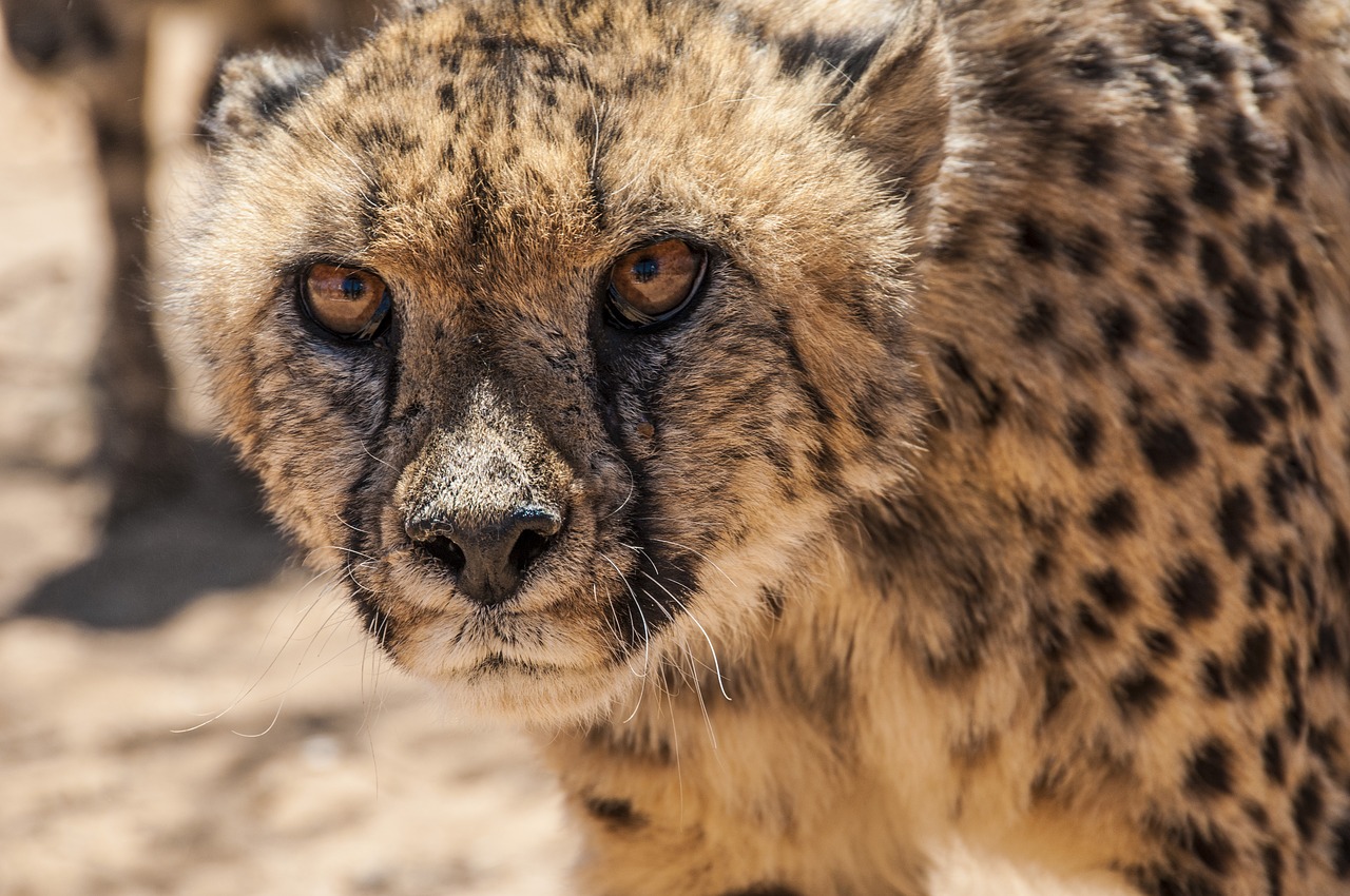 Image - cheetah cat wildcat animal big cat