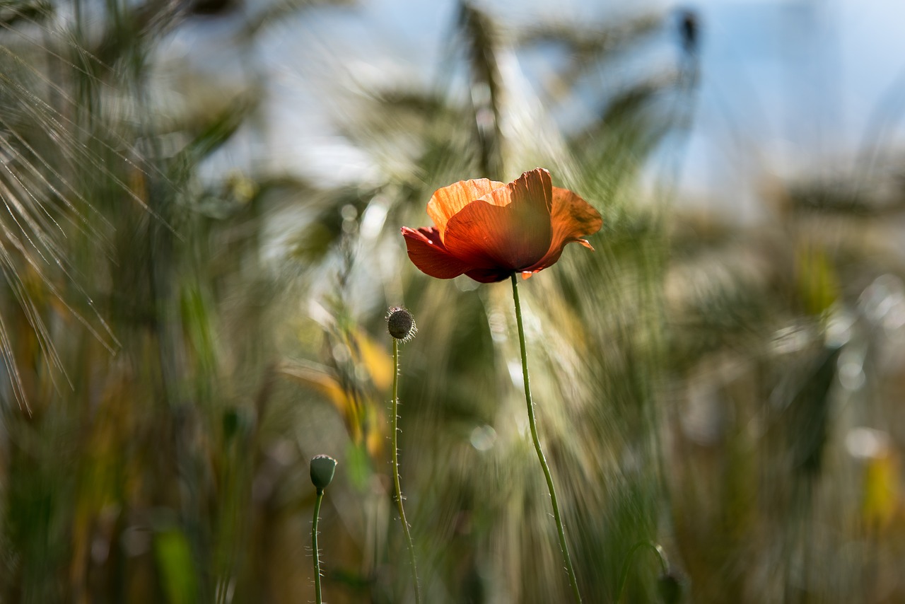 Image - summer field nature cereals