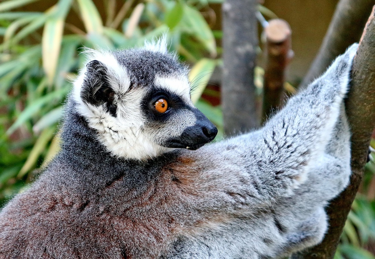 Image - lemur animal lemur catta primate