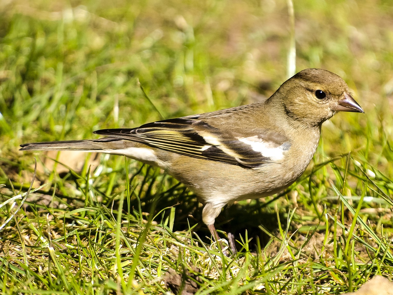 Image - fink chaffinch bird songbird