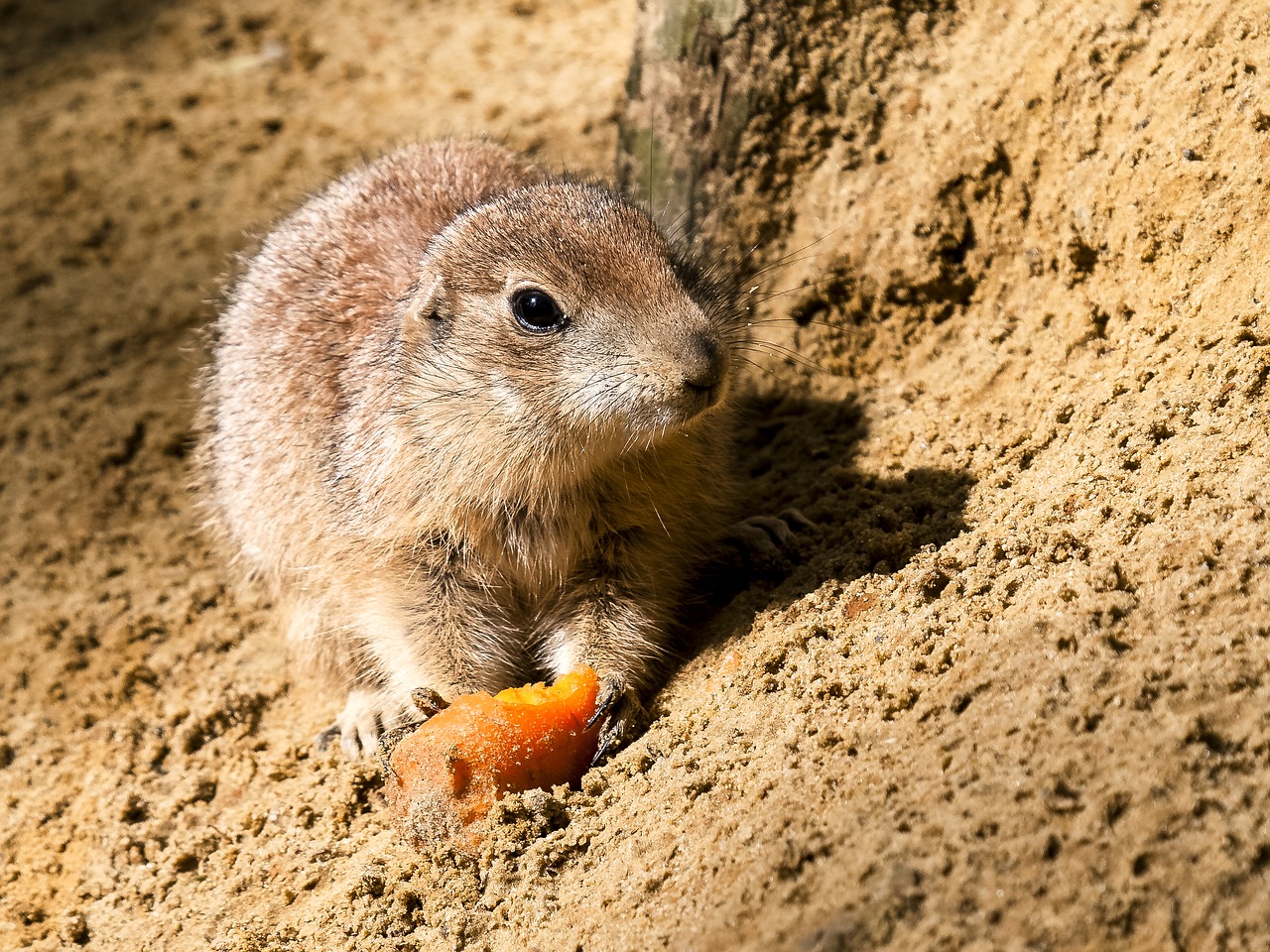 Image - meerkat animal mammal nager nature