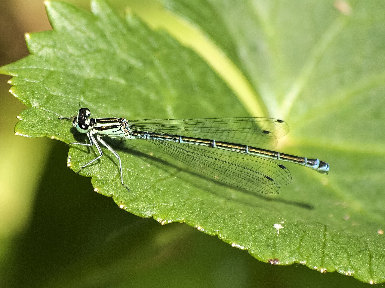 Image - spring bridesmaid dragonfly insect