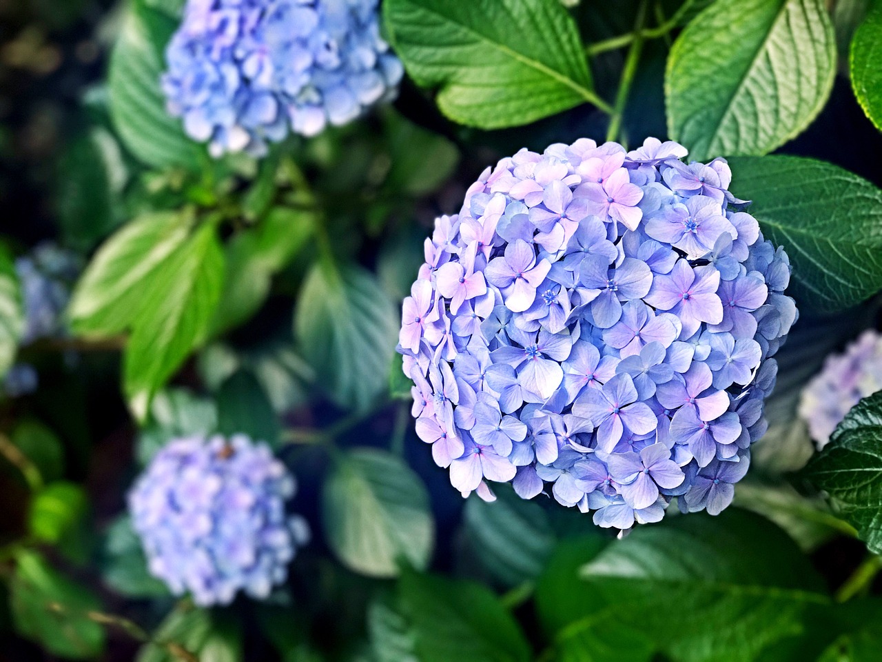 Image - hydrangea flowers flower