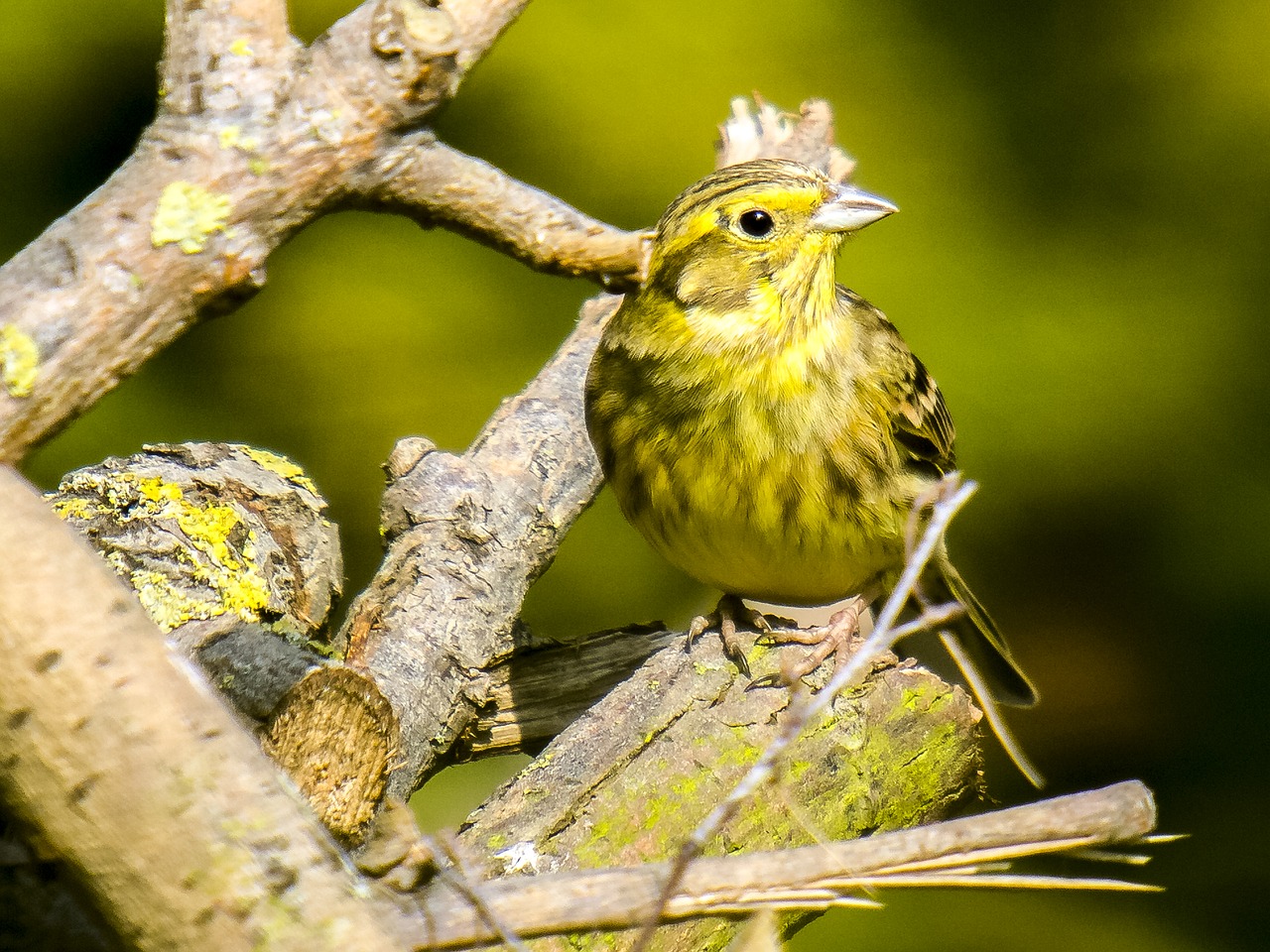 Image - goldammer bird songbird garden bird