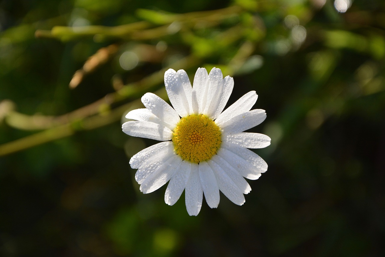 Image - marguerite flower petals nature