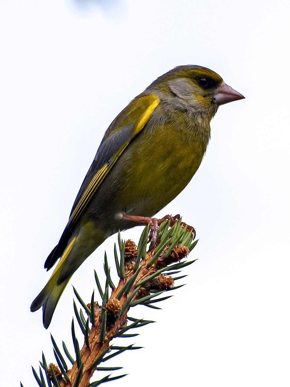 Image - greenfinch fink bird songbird