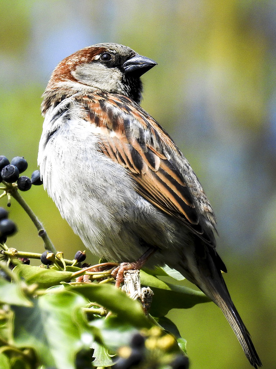 Image - sparrow sperling house sparrow bird