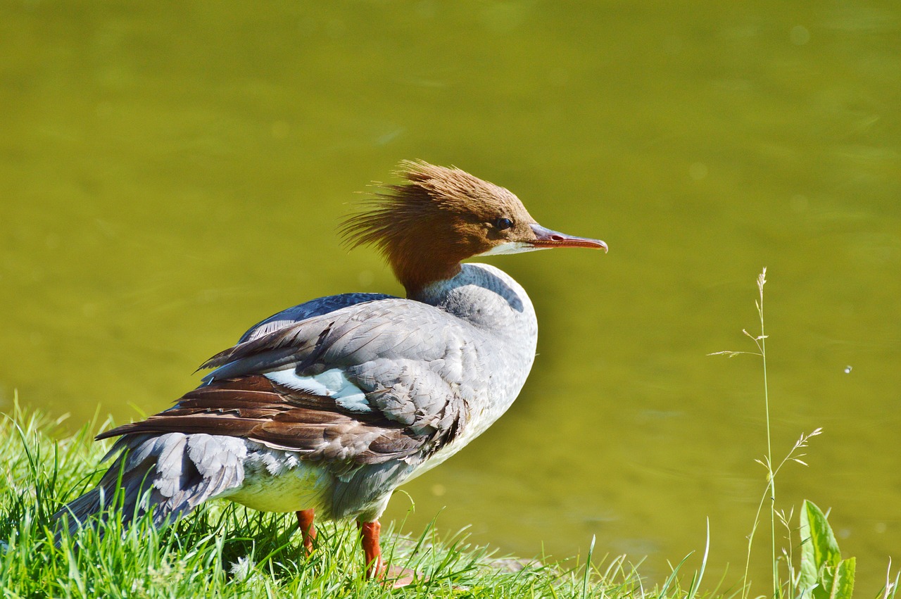 Image - merganser ducks waterfowl bird