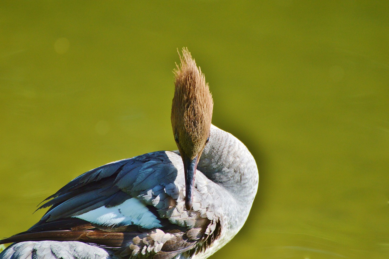 Image - merganser ducks waterfowl bird