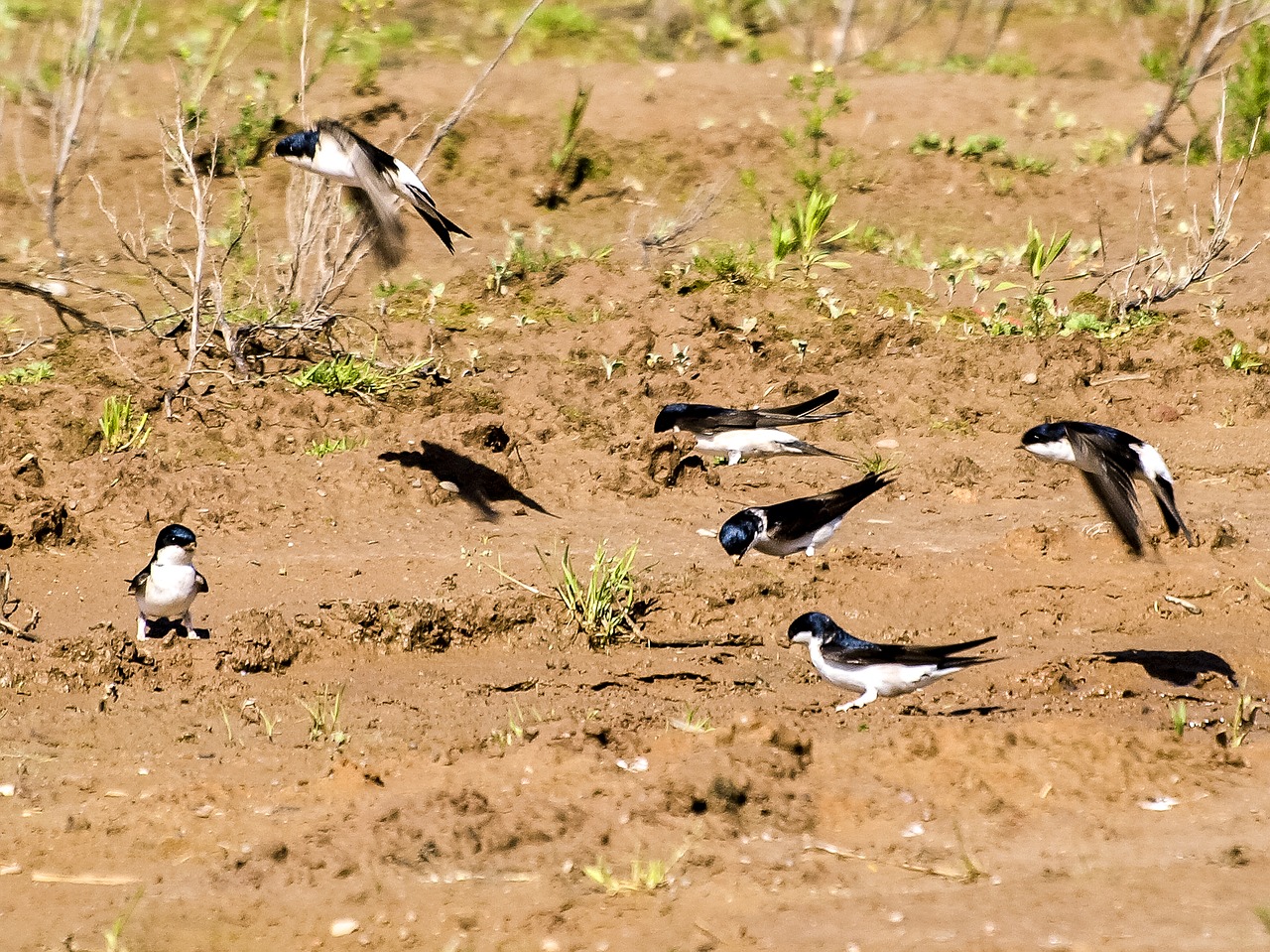 Image - martin schwalbe bird nature animal