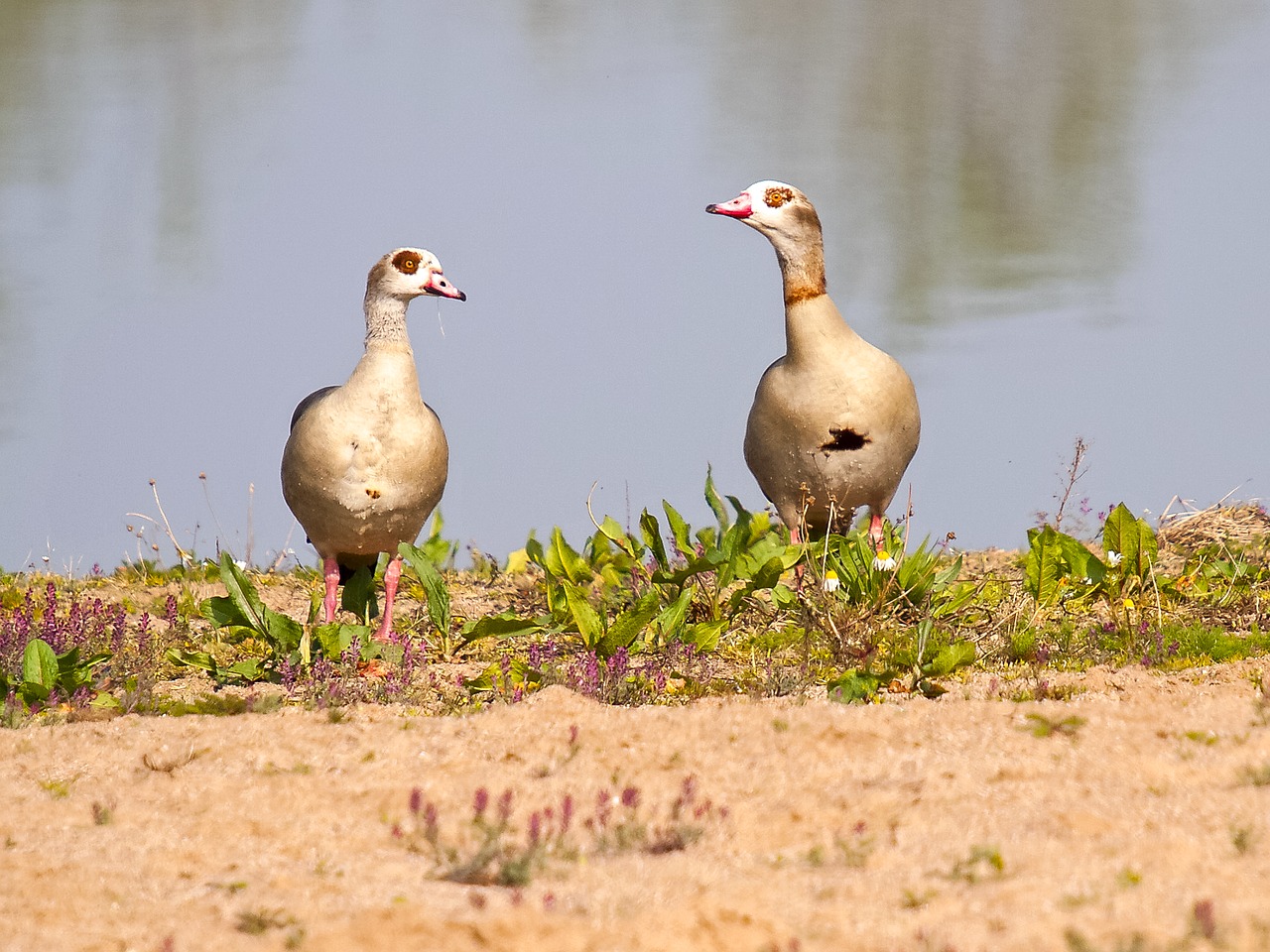 Image - nilgans goose bird water bird