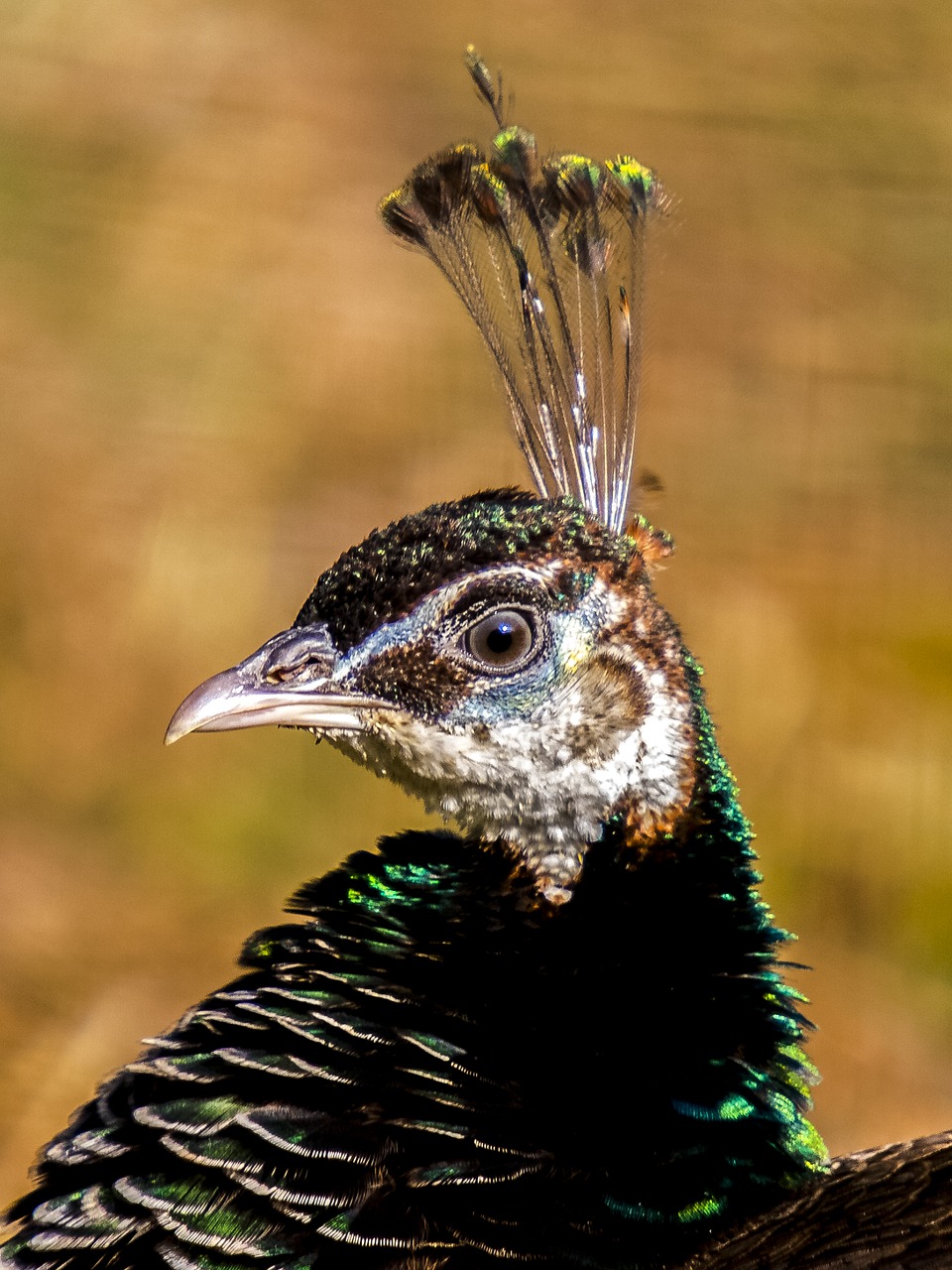Image - peacock bird flightless bird nature