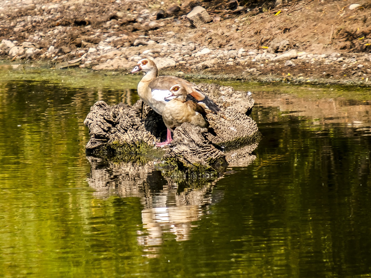 Image - nilgans goose bird water bird