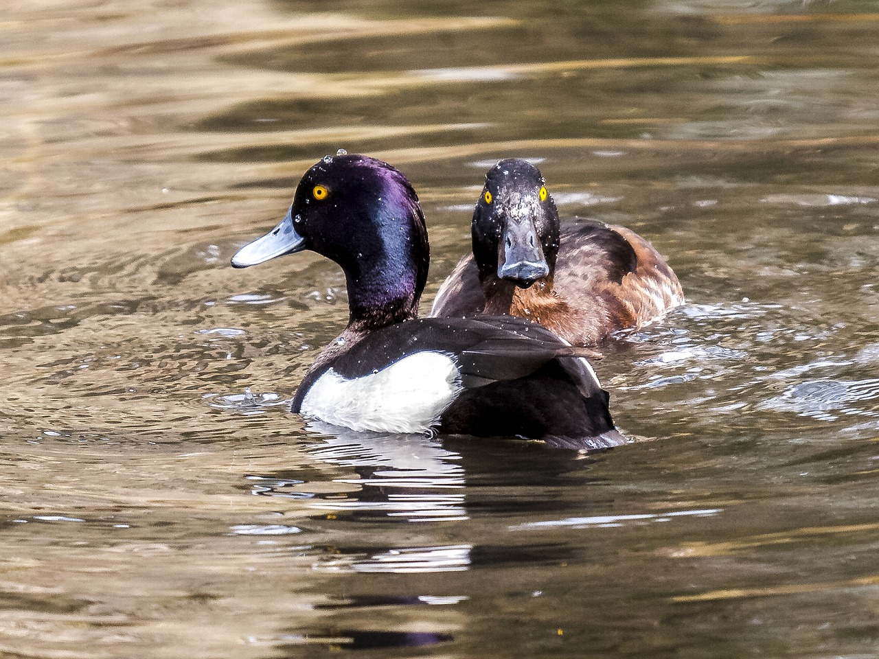 Image - row pension duck bird water bird