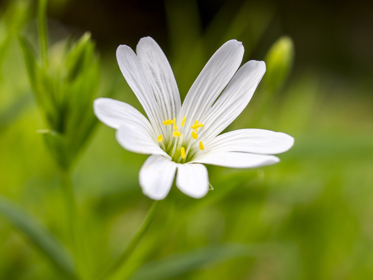 Image - chickweed flower blossom bloom