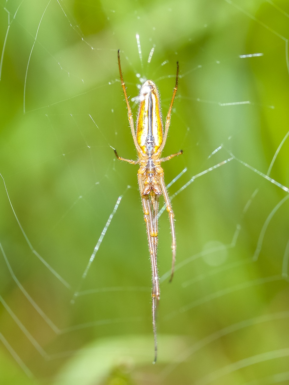 Image - strecker spider spider nature