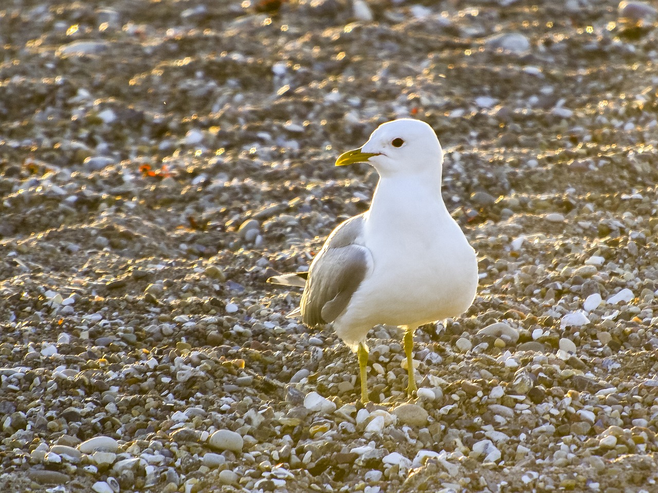 Image - mew gull seagull bird water bird