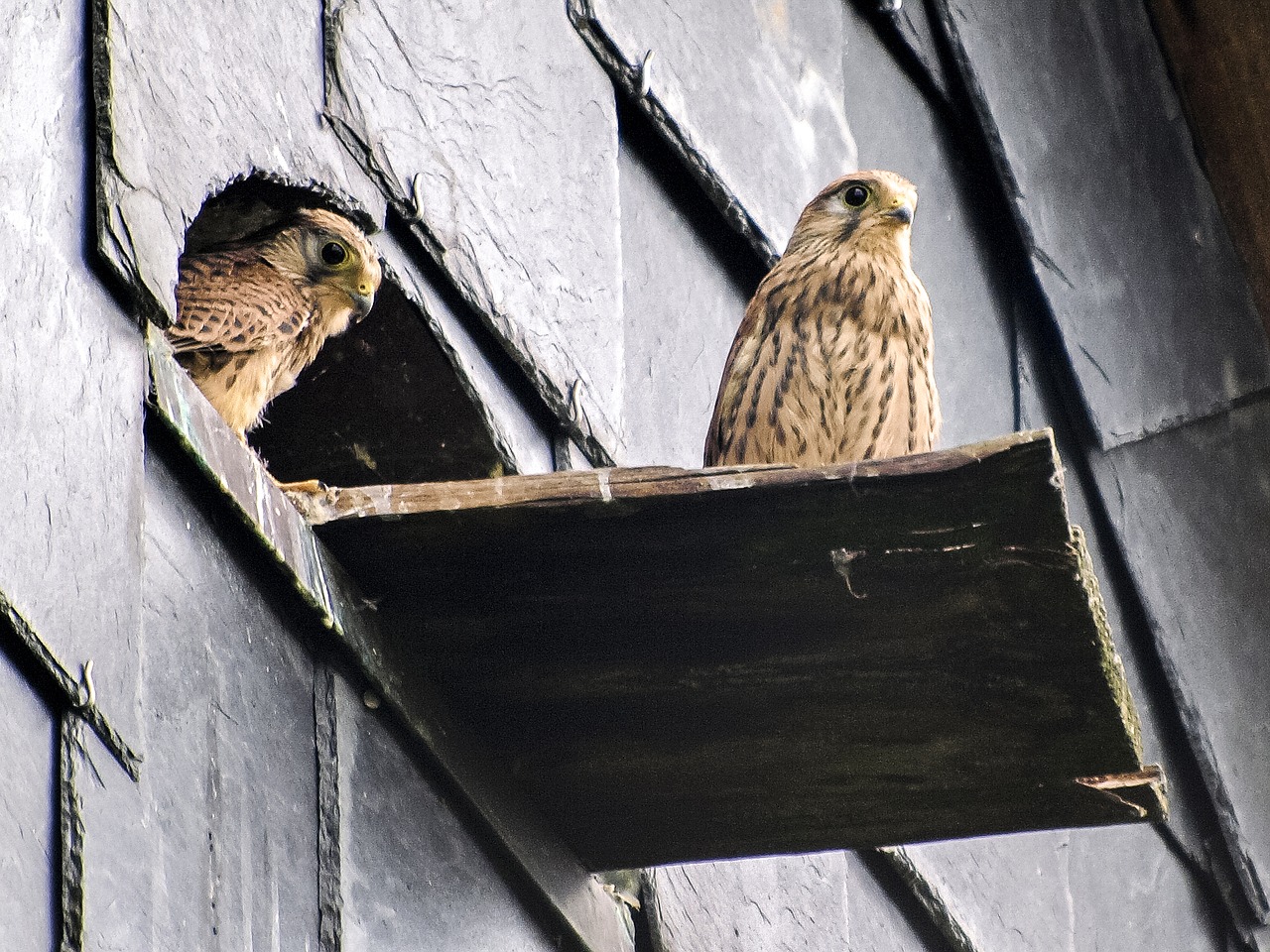 Image - kestrel falcon bird raptor nature