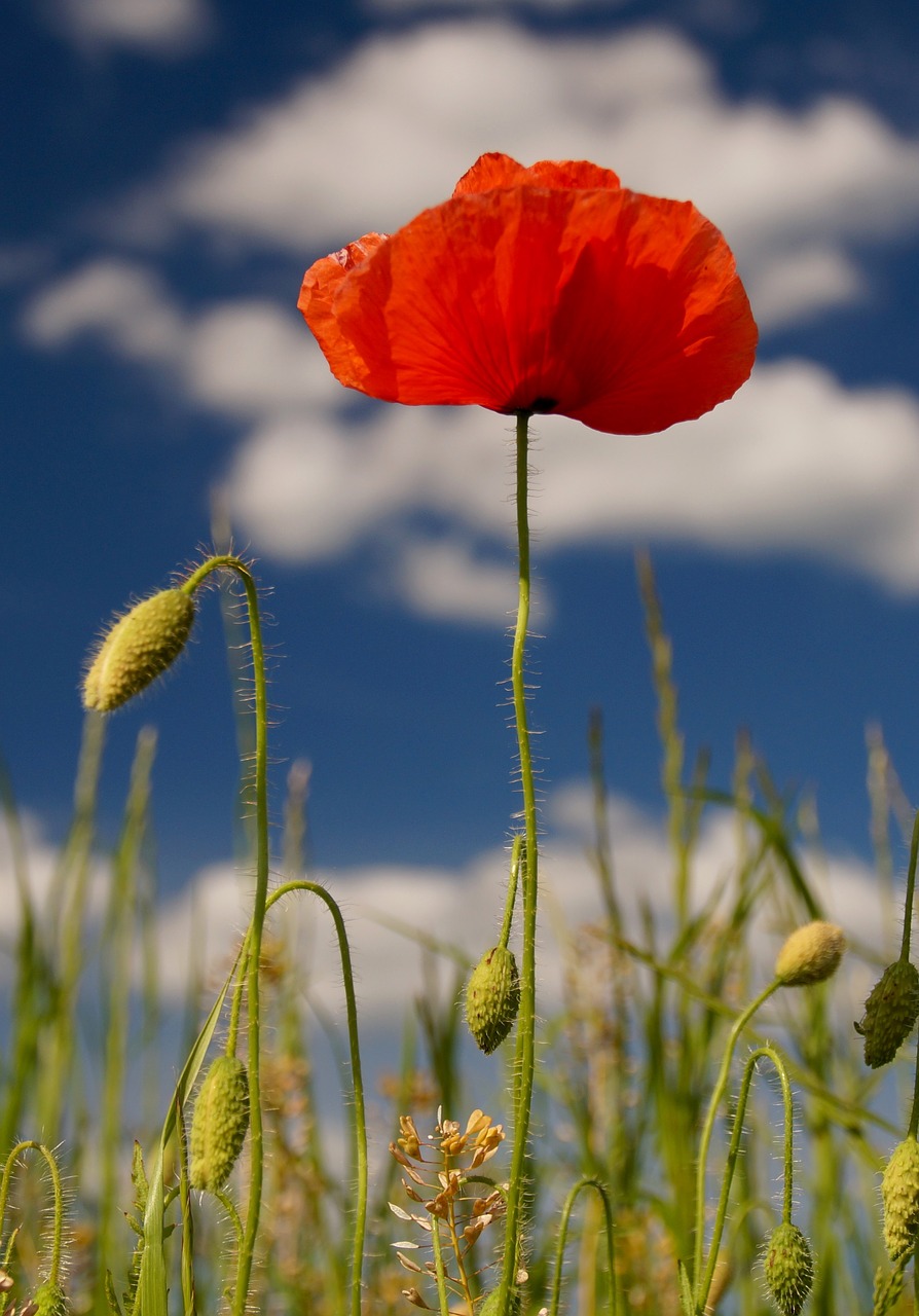 Image - poppies nature red blossom bloom