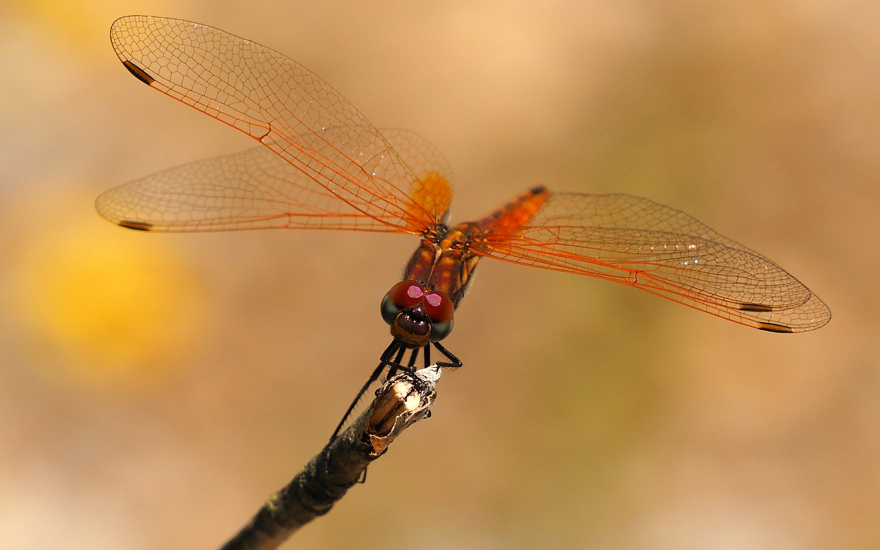 Image - nature dragonfly insects macro